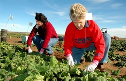 In Toscana le donne chiedono più risorse per il settore agricolo