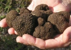 Marzo Marzuolo, un mese di eventi per celebrare il tartufo delle Crete Senesi