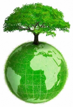 Governo approva ddl su verde urbano e giornata nazionale degli alberi
