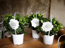 Siena, festa della donna all’insegna della solidarietà con la “Gardenia dell’Aism”