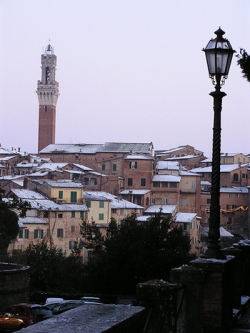 Neve, olivi a rischio rottura e gelate in provincia di Siena. L’allarme della Cia Siena