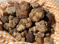 San Giovanni d’Asso in festa celebra il tartufo marzuolo