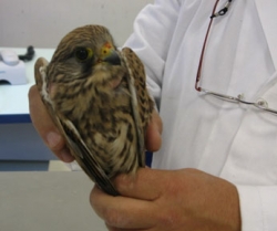 Pistoia, per la fauna ferita in arrivo il nuovo servizio di soccorso e recupero