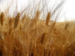 Precipita prezzo del grano. Allarme Cia: “Produzione toscana rischia la scomparsa”