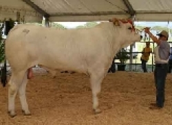 Il ‘Gigante Bianco’ per il rilancio socio-economico della Valdichiana