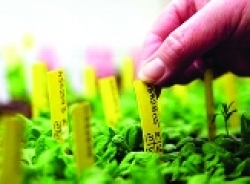 La Toscana presenterà una legge contro gli Ogm