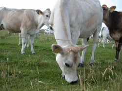 Mucca pazza, in Toscana sistema di controlli efficace