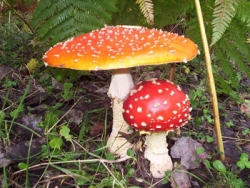 Funghi tossici. Padre e figlio li scambiano per gallinacci e finiscono in ospedale