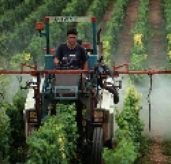 Annata tragica per il pomodoro toscano. La Cia chiede interventi
