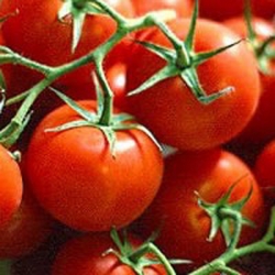 Pomodoro, comparto in crisi in Toscana. Le Province chiedono l’intervento della Regione