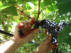 Meteo sfavorevole, ritardata la vendemmia in Toscana