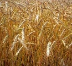 Mps, vola il costo del grano. Le cause sono incendi, blocco export e siccità