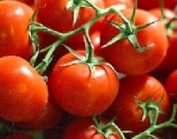 Cia Toscana, l’accordo sul pomodoro da’ ossigeno ai produttori