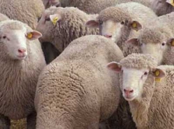 Allevamenti pecore di Siena e Grosseto, 100mila euro per stop ai lupi con sistemi dissuasivi