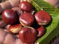 Castagne, una stagione di raccolta in ripresa. In Toscana +20%