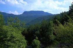 Foreste toscane in salute. E cresce l’occupazione femminile nel settore