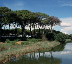 Pinete in pericolo. Il Parco di San Rossore contro la minaccia della cocciniglia