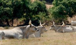 Le eccellenze della Maremma toscana si mettono in mostra in Danimarca