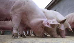 “Più controlli sugli animali per tutelare l’uomo dai virus”. Videointervista al prof. Montomoli