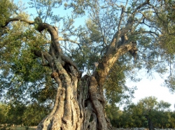 Lavori sull’autostrada tirrenica, privati e comunità adottano 1328 alberi