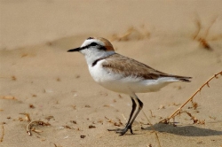 Wwf Toscana, la giornata del volontariato di domenica 20 febbraio è dedicata al Fratino