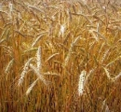 Toscana Cereali, dalla nuova PAC serve riequilibrio per reddito a zone svantaggiate
