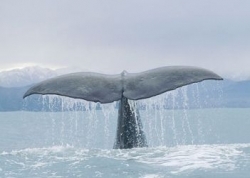 Affondata nelle acque del Tirreno la balena spiaggiata a San Rossore