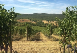 Toscana, Piano Paesaggistico pomo della discordia tra Regione e agricoltori