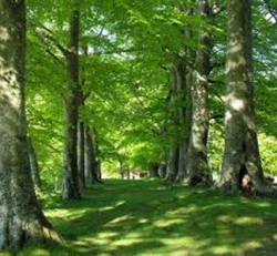Paesaggio e territorio al centro dell’attenzione degli agronomi senesi venerdì 1 aprile