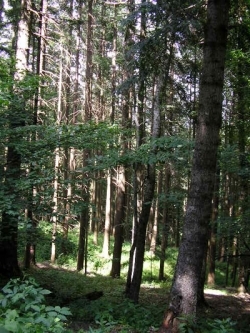 Toscana, 21 mln per manutenzione boschi contro il rischio frane