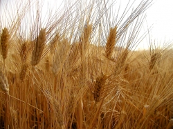 Toscana, nel 2011 spariscono 17mila ettari di grano duro (- 18%)