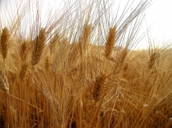 Crisi del grano: agricoltori toscani scendono in piazza a Grosseto. Giovedì 28 luglio (ore 10) piazza Rosselli