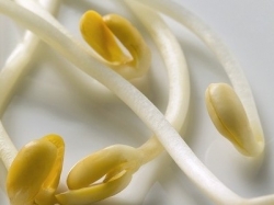 Batterio killer, negative le analisi sui germogli di soia. Ortofrutta in calo in tutta Europa