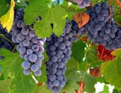 Vino e olio alle prese con la siccità, l’agricoltura senese torna in tv con l’Agritg dal 14 settembre
