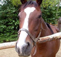 Cgil Toscana, un premio per il Cavallo. Riconoscimento simbolico per chi difende il lavoro