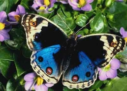 Mese delle farfalle, apertura straordinaria delle oasi Wwf in Toscana