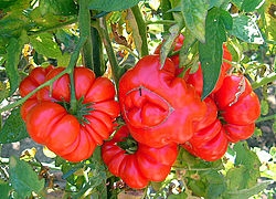 Pisa, l’etichetta etica racconta il pomodoro di San Miniato