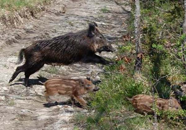 Coronavirus e ungulati. L’appello di Upa Siena: «Regione Toscana segua esempio dell’Emilia Romagna: contenimento di “pubblica utilità»