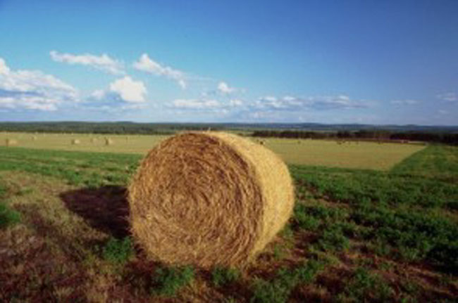 L’agricoltura senese in tv, ogni settimana l’Agritg in onda su Rtv38, SienaTv e Canale3