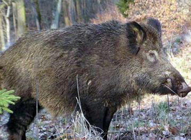 Incidente per fauna selvatica. Cinghiale attraversa la strada e un uomo cade dalla moto, travolto da un’auto