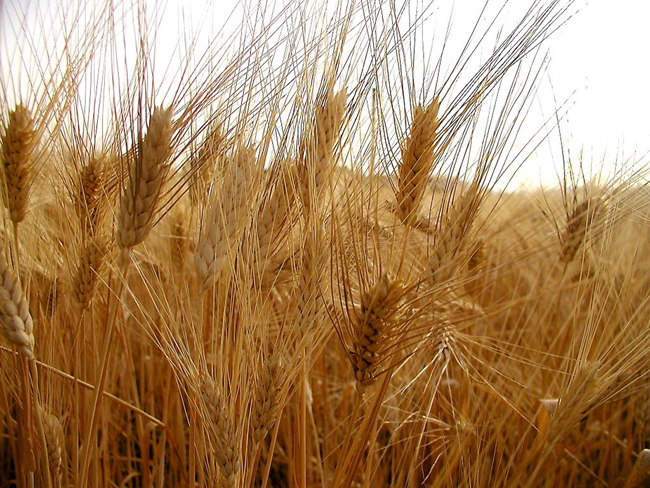 “Golosario” al Cap di Siena, ambasciatore della Toscana agricola