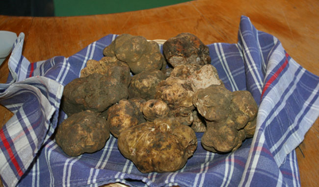 Tour del tartufo bianco nei ristoranti di Asciano