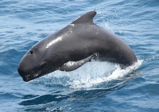 Balene, sentinelle dei mari. Progetto di ricerca dell’Università di Siena sui cetacei