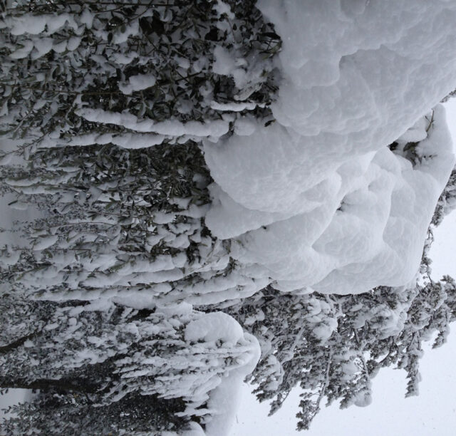 olivi neve.jpg