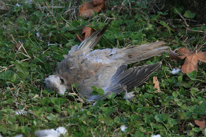 Tortore morte a Lucignano, scatta il timore della pseudopeste aviaria