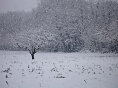 Neve in Toscana, fioccano danni per 25 milioni di euro. Arezzo, Grosseto e Siena le aree più colpite