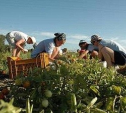Agricoltura toscana più giovane. Oltre 600 ragazzi rispondono al bando regionale per la nascita di nuove imprese