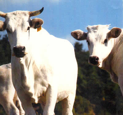 La Chianina perfetta, ecco il vademecum per gli allevatori