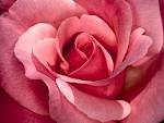 Profumo di fiori a “Fantarosia” con il Consorzio Agrario di Siena