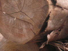 Negli scarti del legno il segreto dell’elettronica di nuova generazione: la scoperta dell’Università di Pisa